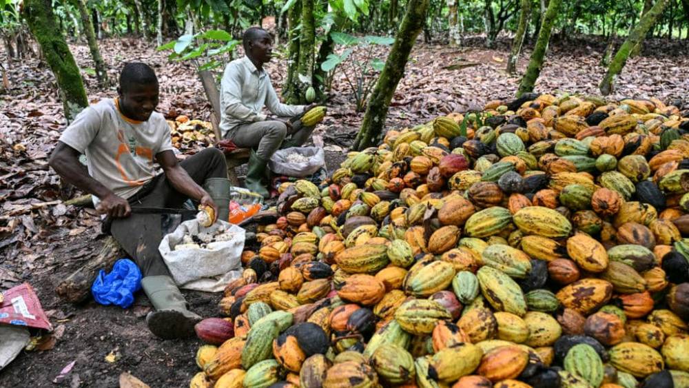 CÔTE D'IVOIRE/LE PRIX DU CACAO CHUTE À 1200 FCFA, DÉSILLUSION CHEZ LES PRODUCTEURS