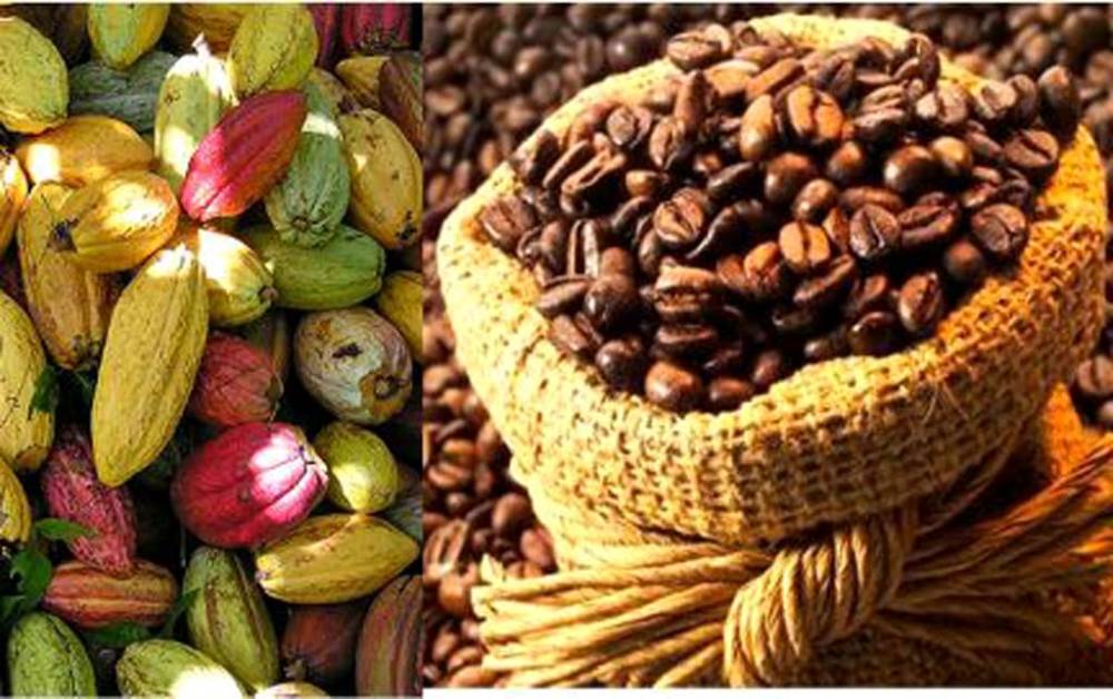 CÔTE D'IVOIRE: LE PRIX DU CACAO MAINTENU À 1200 FCFA/KG, LE CAFÉ 1300 FCFA/KG